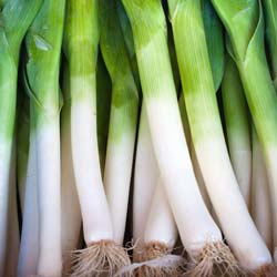 'Gros Long d'Et' Summer Leek